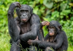 Калифорния ва Утрехт университетлари олимлари