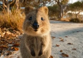 Avstraliyaning Rottnest orolida joylashgan restoranlardan