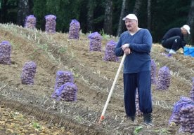 Лукашенко беларуслик журналистларга бир қопдан картошка совға қилди фото