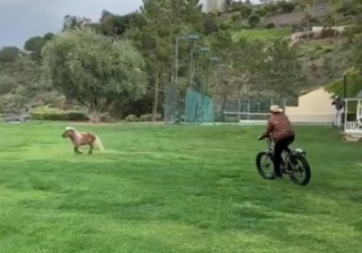 Shvarsenegger velosipedda oʻzining ponisini badantarbiya qildirdi (video) фото