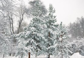 Ўзгидромет томонидан эълон қилинган маълумотларга кўра, 8