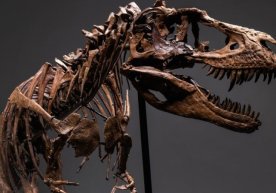 Nyu-Yorkda dinozavr skeleti, meteorit va Oy jinslari auksionga qo‘yildi фото