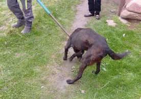 Тошкент вилоятининг Ангрен шаҳрида 8 ёшли боланинг ўлимига