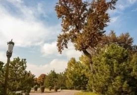 Uzhydromet has announced the weather forecast for the