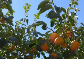 Xurmodan foydali vitaminlar quvvatini qanday olish mumkin? фото