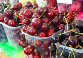 Тарихий маълумотларга қараганда, гилос етиштириш бундан