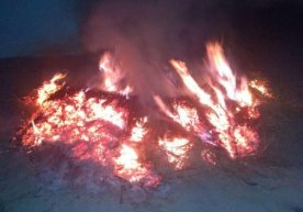 Sirdaryoda Xitoydan keltirilgan 3 million tut koʻchati yoqib yoʻq qilindi (foto, video) фото