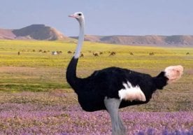 Дунёда турли соҳаларга оид шундай қизиқарли фактлар борки,