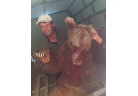 Ижтимоий тармоқлар орқали ёввойи айиқни ушлаб олиб, роса