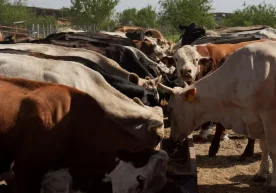 Gary Vetter, a farmer from Iowa, has been raising cattle