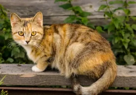 Францияда яшовчи Доминик Валдес исмли аёл ўзининг Реми