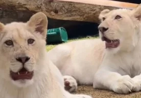 Une rare lionne blanche nommée Luna, vivant dans un zoo en