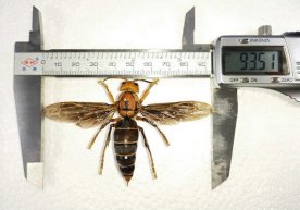 Xitoyda fanga nomaʼlum boʻlgan bahaybat qovogʻari topildi фото