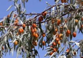 Ўзбекистон 2025 йилнинг 11 ойи якунида 5,4 минг тонна