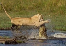 Дунёдаги ҳар бир волида, ҳаттоки жониворлар орасидаги