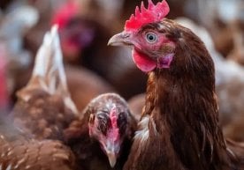 Германияда парранда гриппининг одамларга мослашаётган янги