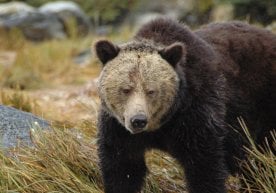 Канаданинг Британия Колумбияси ҳудудида жойлашган Bella