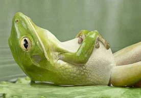 Куни кеча эрталаб анҳор ёқалаб ишга кетаётувдим, қарасам,