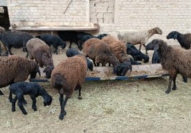 En Uzbekistán, se han ampliado las exenciones del impuesto