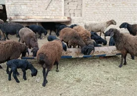 En Ouzbékistan, les allègements de taxe sur la valeur