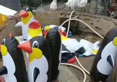 Xitoydagi zooparklarning birida pingvinlar haqiqiy emas, shishirilgan o’yinchoqlar ekanligi aniqlandi фото