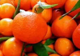 Мандаринларни кўп истеъмол қилиш болалар соғлиғига катта