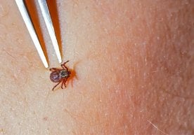Иқлим ўзгариши туфайли Lyme касаллигини тарқатувчи каналар