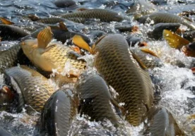 Қозоғистонлик ишбилармонлар Ўзбекистон билан экспорт