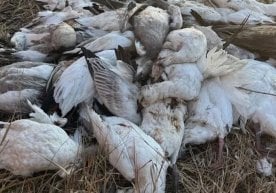 Францияда парранда гриппи билан боғлиқ вазият яна