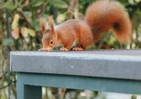 АҚШнинг Флорида штатидаги Панама сити шаҳрида яшовчи бир