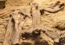 Hindistonda bundan 167 million yil avval yashagan dinozavr qoldiqlari topildi фото