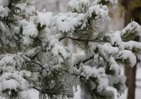 Ўзгидромет 31 январь ҳамда 1–3 февраль кунлари