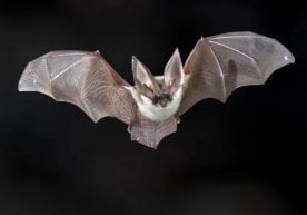 Бразилия олимлари мамлакатнинг икки ҳудуди — Маранян ва