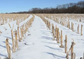 Юртимизга кириб келган аёзли кунлар қишлоқ хўжалиги соҳаси