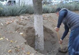 Тошкент шаҳар ҳокимлиги Абдулла Қодирий кўчасидаги яшил