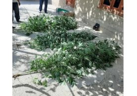 Qashqadaryoda o‘z xonadonida 17 tup kannabis o‘stirayotganlar aniqlandi фото