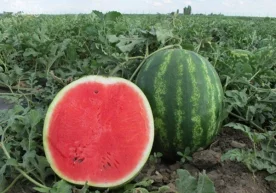 Полиз екинларидан заҳарланмаслик учун уларни истеъмол