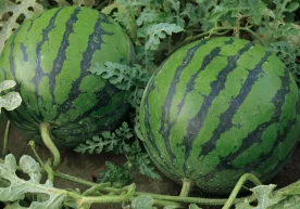 The watermelon growing season in the Kokdala district of
