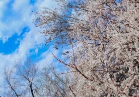 “Ўзгидромет” 23 февраль учун об-ҳаво прогнозини тақдим