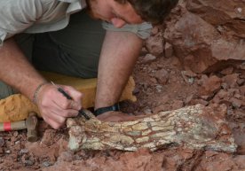 Argentinada avtobus kattaligidagi uchar dinozavr qoldiqlari topildi фото