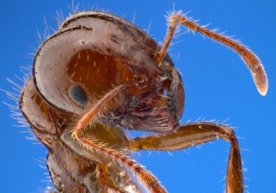 Yaponiyada chumolilar bilan bog‘liq kutilmagan xavfli holat yuz berdi фото