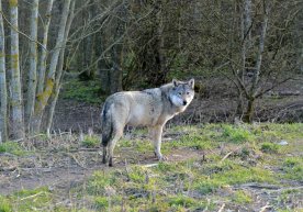 Yevropa Ittifoqi bo‘rilarni ko‘proq otishga ruxsat berdi фото