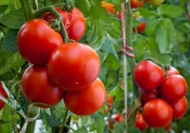 Butun Yerni tabiiy mahsulot bilan to‘ydirsa bo‘ladimi? фото