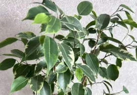 Why Do Ficus Leaves Turn Yellow and Fall Off? фото