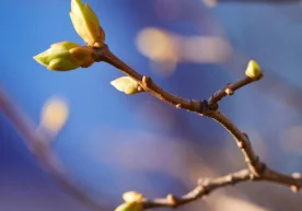 Oʻzbekistonning toʻrtta hududida 10 mart kuni havo