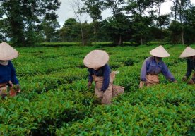 Чой дунёда энг машҳур ичимликлардан бири бўлиб, унинг