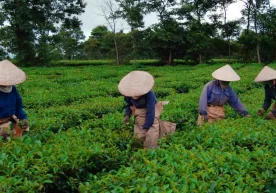 Чой дунёда энг машҳур ичимликлардан бири бўлиб, унинг