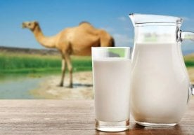 Туя сути ўзининг бетакрор фойдали хусусиятлари билан