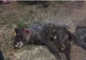 Ijtimoiy tarmoqlarda Toshkent shahri ko‘chalarida