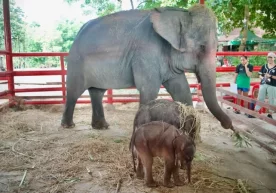 Фото: BBC Таиландда ўта ноёб ҳисобланган эгизак филлар